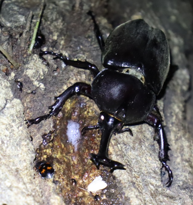 カブトムシ♂_アングル3_凄いコナラ_2023年6月8日19時40分 気温21.4度 雨